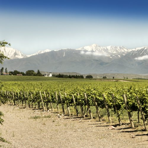 Beautiful springtime in vineyards at foot of the Andes. Tupungato, Mendoza, Argentina.