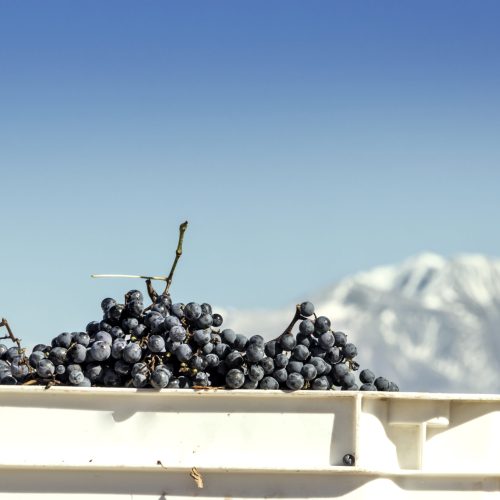 Containers of freshly harvested grapes in front of the vineyard, with the Andes mountain range in the background. Lujan de Cuyo, Mendoza, Argentina.