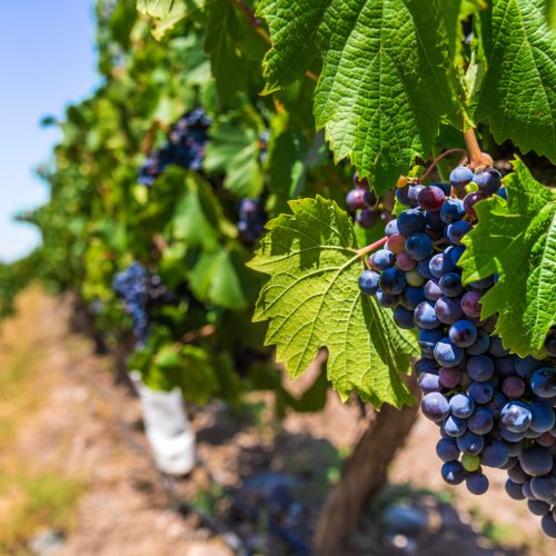 Red wine grapes on a vine in a vineyard in Mendoza on a sunny day